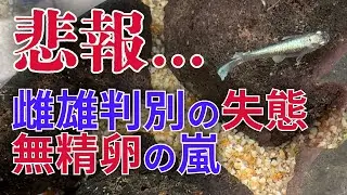 #15 大失態&hellip;痛恨の雌雄判別、受精率の低いグラディオメダカ