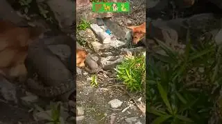 snake attack dogs videos 🐍#viral /cute 🥰/funny 🤣#trending #dog #animals #shorts #shorts video ||