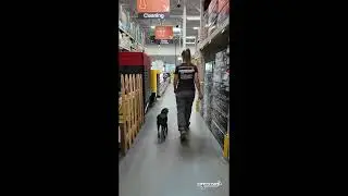 Pug Training Off Leash I Dog Training Phoenix I Small Dog Obedience I Pug Trainers I All-American K9