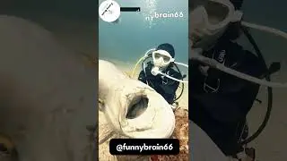 Exploring the Wonders of Wild Sea Animals | Majestic Ocean Life Collection | Funny Brain
