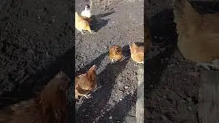 The Backyard Flock Loves Turning Compost In The Garden