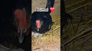 Desi Hen Egg Hatching Process Explained: Tips and Tricks #trending #shorts #chicken #egg #hatching