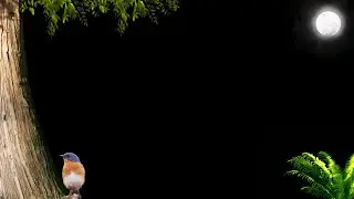 Nature Background Video /Background Video Effects hd /Garden Tree Black Screen /Black Screen Effects