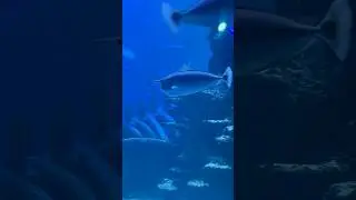 கொம்பு வைத்த மீன் ?! 😲#tamilshorts #unicornfish #trendingshorts #uk #shorts #fishing #fish