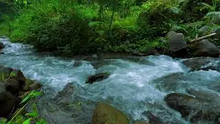 Natural River Ambience in Forest Hills | Real Water Flow Sounds for Restful Deep Sleep