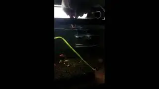 Beta Betta Splendens (Siamese Fighting) Fish Game Play