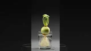 Lettuce Regrowth in Water | Real Time-Lapse 🌱 #planttimelapse #plantgrowth #plants
