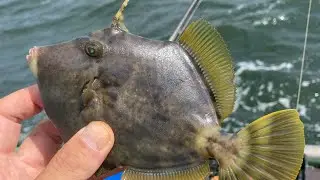 東京湾カワハギ釣行記22話　瞬鋭×誘い掛け×ゼロテンカップ