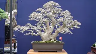 INSPIRASI BONSAI SERUT VIRAL