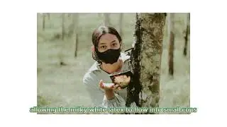 Benefits of Rubber Tress
