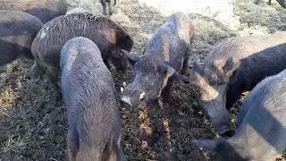Raising Heritage Pigs and Wildboar in Canada