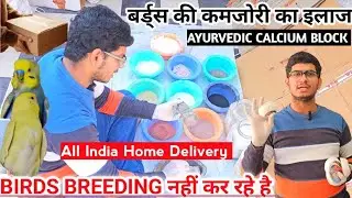 Ayurvedic Calcium Block Delivery All Over India || Birds breeding formula ayurvedic calcium block 🤫