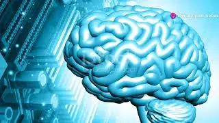Unveiling the Cognitive Framework of SeC 2024 08 24