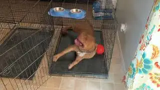 Camelot bully bloodline Redlion bully bloodline Chevy bloodline(puppies integration and difficulty)