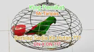 King Pemikat Mr.Taripas Bersiap Sedia Ke Hutan??? || ON X ON??? || King Sudah Lama X Memikat 😅😉