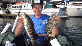 НОВЫЙ PB | Ловля пятнистого окуня | Хантингтон-Харбор