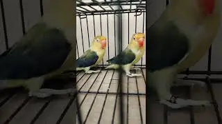 #ParrotLife #ColorfulCompanions #FeatheredFriends #TalkativeParrotsAugust 10, 2023