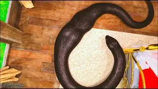 Anaconda: Incarnation - Scar's Snacks 1 - 110 Vore Animation