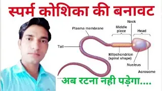structure of sperm  हिन्दी में ||Grv Teria||