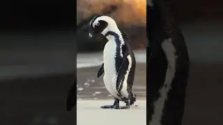 penguins beautiful animals | Top 10 Largest Animals On The Earth | world largest animal in sea