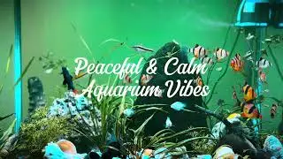 Peaceful and Calm Aquarium 🐠 | Tiger Barbs, Red Tail Sharks & More | Relaxing Fish Tank Vibes