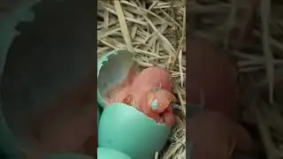 Bird Eggs Hatching 🥚🐦 #shorts #short #bird #hatching #nestbird #timelapse #babybird