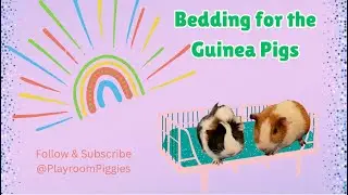 What&rsquo;s in Our Guinea Pig Cage Bedding? 🐹 Soft, Clean & Cozy Setup