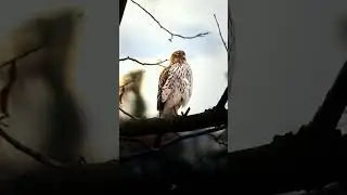 That unmistakable gaze that feels like it cuts right through you.A true symbol of grace#hawk #canada