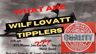 WHAT ARE LOVATT TIPPLERS???