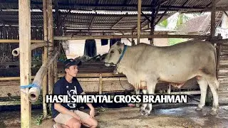 HASIL SIMMENTAL CROSS BRAHMAN