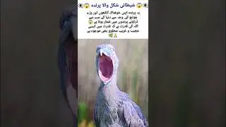The World&rsquo;s Most Dangerous-Looking Bird 😱 | Shoebill Stork#scariestbird#nature