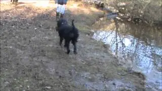 Barbet (French water dog) retrieving from water.