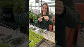 How to Grow Kitchen Window Herbs from Cuttings with Sarah Karlson