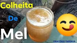 abelha jandaira como colher mel