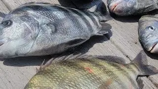 Snook And Sheepshead Fishing In Tampa Bay