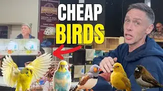 How Cheap Can Birds Get at Auctions?.