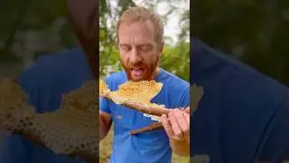 Свежие соты на палочке от пчелы 🐝 v2