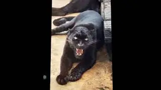 REAL SOUND OF JAGUAR !! #JAGUAR !!