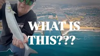 I&rsquo;ve Never Caught THIS Before&hellip; Mission Bay Jetty Fishing