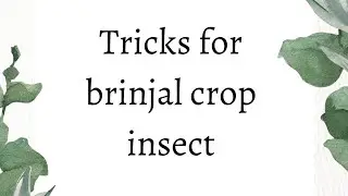 scientific name tricks for brinjal insect | insects of brinjal crop
