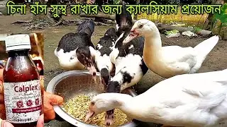 চিনা হাঁস শরীর স্বাস্থ্য ভাল থাকার জন্য ক্যালসিয়াম প্রয়োজন calplex vitamin D চিনা হাঁসের ভিটামিন