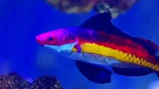 Naoko's Fairy Wrasse (Cirrhilabrus naokoae)