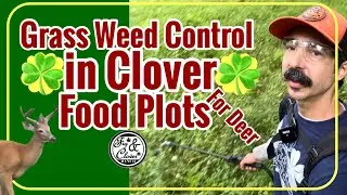 Weed/Grass Control In Clover Food Plot for Deer ☘️ - #foodplots #Clethodim