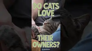 do cats love their owners #cats #cat #kitten @pawsandwhiskers6210