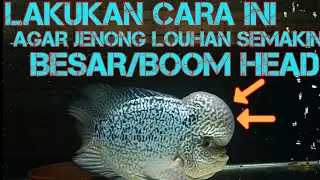 CARA PROGRESS JENONG PADA IKAN LOUHAN!!!