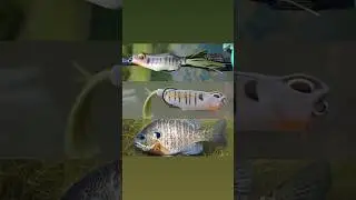 Match the Hatch with 6th Sense Lures! #shorts