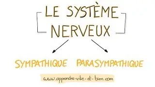 NEUROSCIENCES EN DESSINS : Système nerveux sympatique et parasympathique