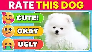 Rate the TOP 40 Dog Breeds 🐶🏆 | Dog Tier List