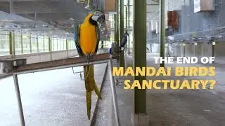 The End Of Mandai Birds Sanctuary? | CNA Insider