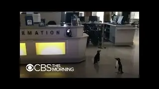 Penguins wander empty Chicago aquarium during coronavirus closure